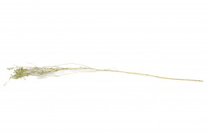 getrocknete-lepidium-29.