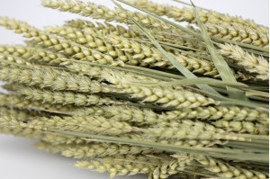 dried-wheat-29