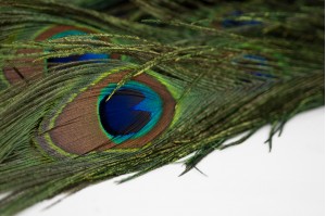 peacok-feathers-eyes-29