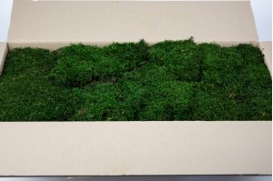 preserved-flat-moss-5-cn.