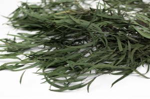 eucalyptus-nicoly-stabilise-11