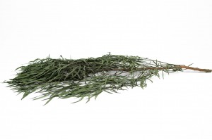 eucalyptus-nicoly-stabilise-11.