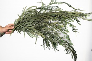 eucalyptus-nicoly-stabilise-11.