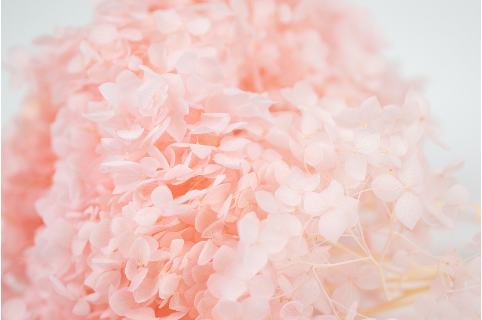 Preserved Anna hydrangea (8) preserved-anna-hydrangea-8