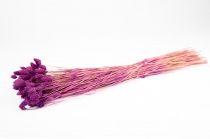 dried-phalaris-12.