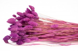 phalaris-sec-12.