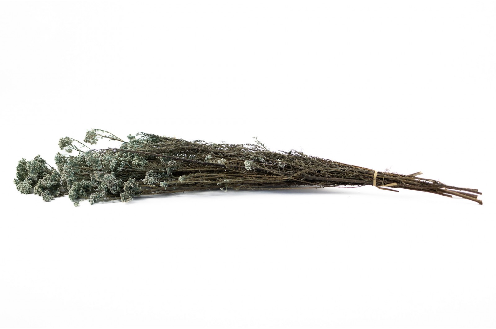 preserved-diosmirice-flower-8