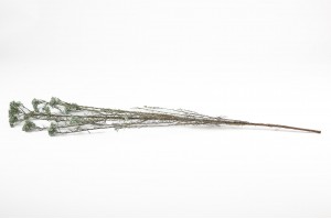 preserved-diosmirice-flower-8.