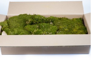 preserved-flat-moss-26.