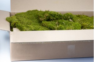 preserved-flat-moss-26.