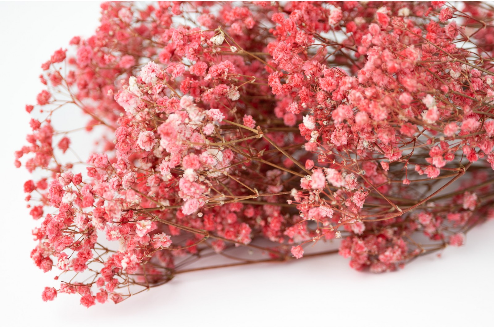 Gypsophile stabilisé (14) gypsophile-stabilise-14