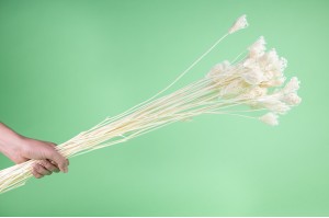 dried-fennel-flowers-18.