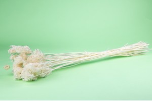 dried-fennel-flowers-18.