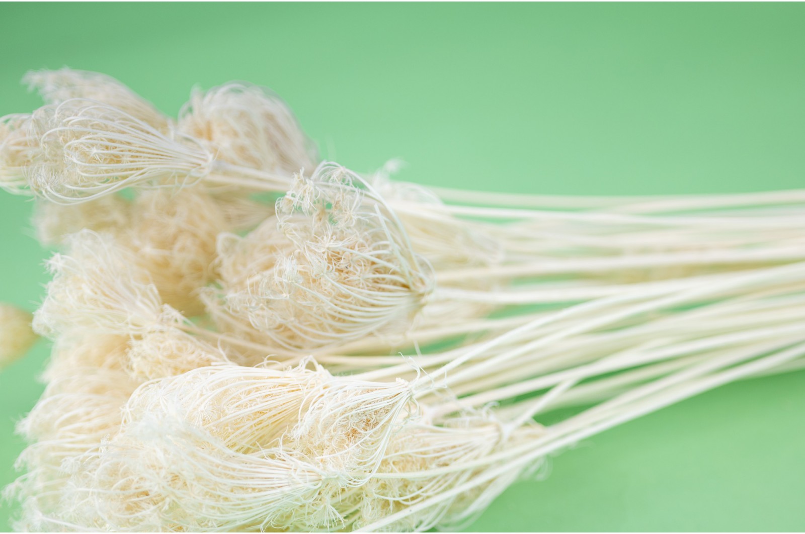 Trockenblumen Fenchel (NL)* trockenblumen-fenchel-nl