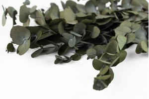 eucalyptus-cinerea-stabilise-11