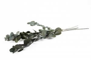 stabilisierte-eukalyptus-cinerea-11.