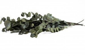 stabilisierte-eukalyptus-cinerea-11.