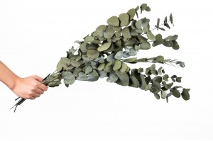 stabilisierte-eukalyptus-cinerea-11.