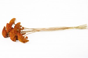 dried-achillea-parker-18.