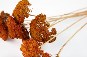 dried-achillea-parker-18.