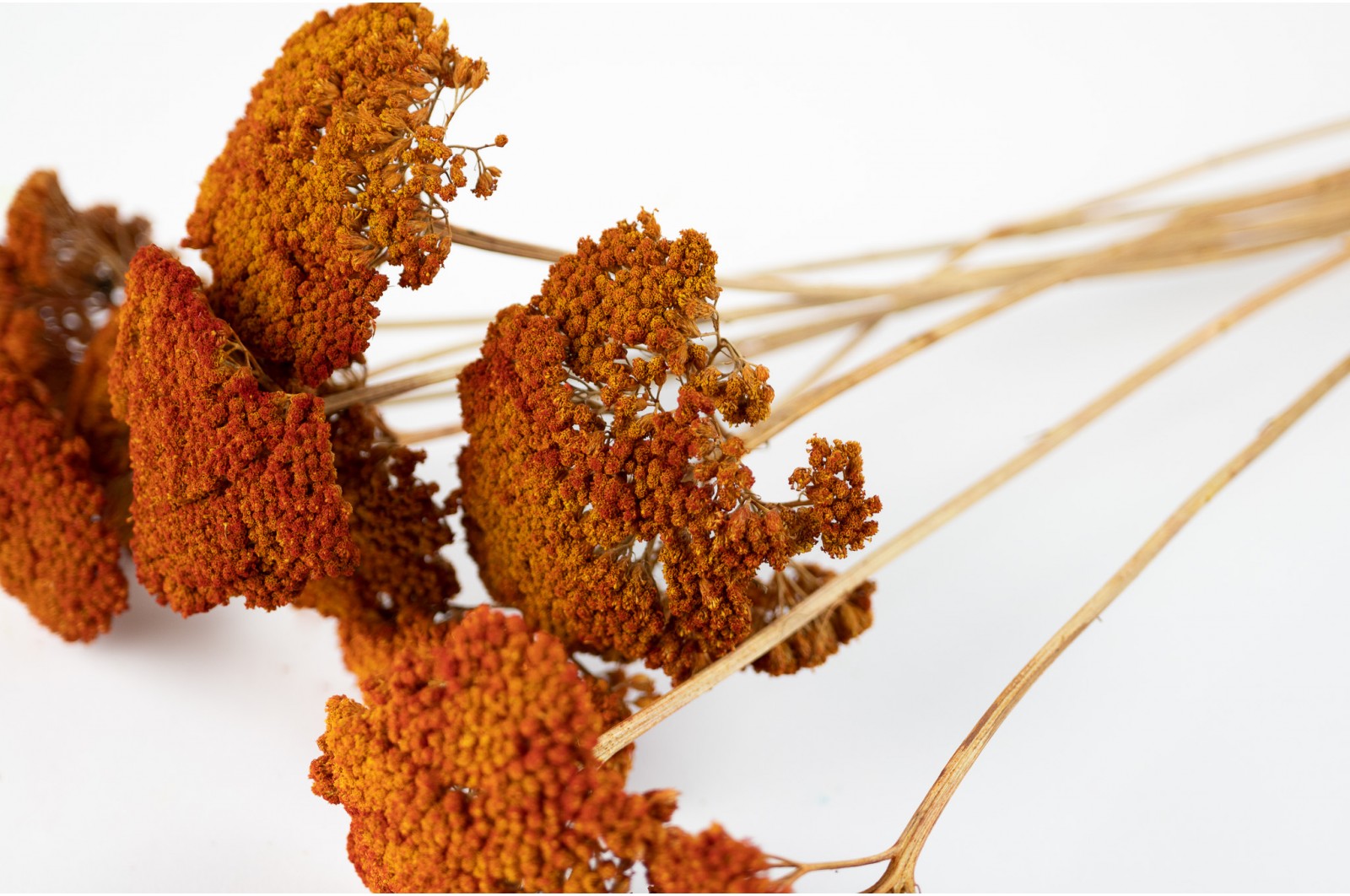 dried-achillea-parker-18