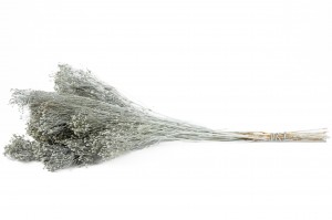 dried-broom-bloom-29.