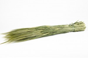 dried-barley-29.
