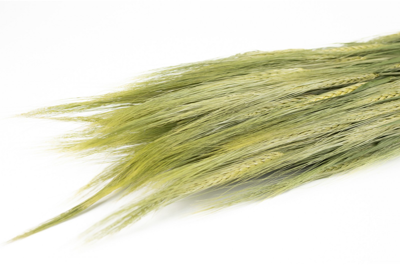 Dried barley (29) dried-barley-29