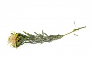 preserved-plumosum-29.
