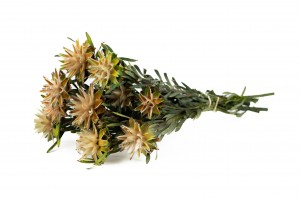 plumosum-stabilise-29.