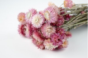 dried-helichrysum-8.