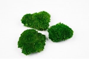 preserved-mini-pole-moss-5