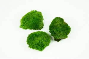 mini-mousse-boule-stabilisee-5