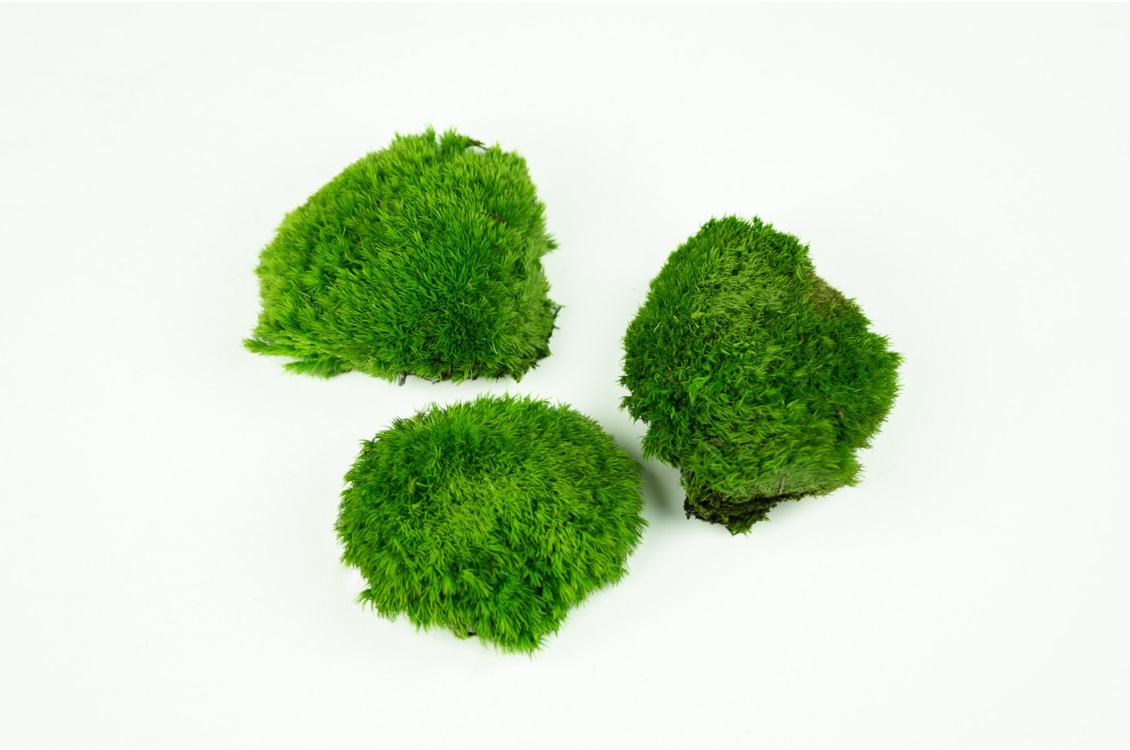 Preserved mini pole moss (5) preserved-mini-pole-moss-5