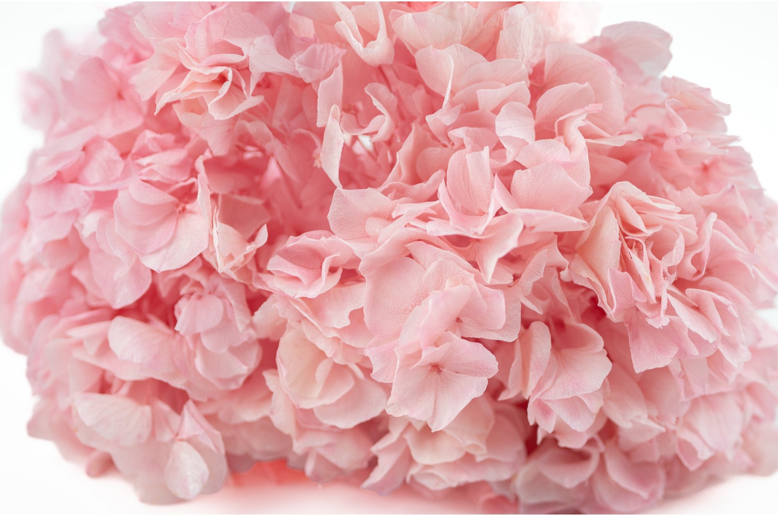 Preserved hydrangea (31) preserved-hydrangea-31