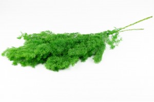 ming-fern-stabilise-31.