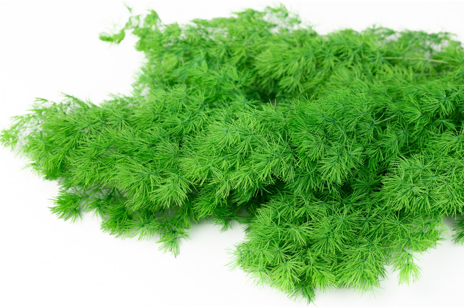 Ming fern stabilisé (31) ming-fern-stabilise-31