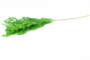 ming-fern-stabilise-31.