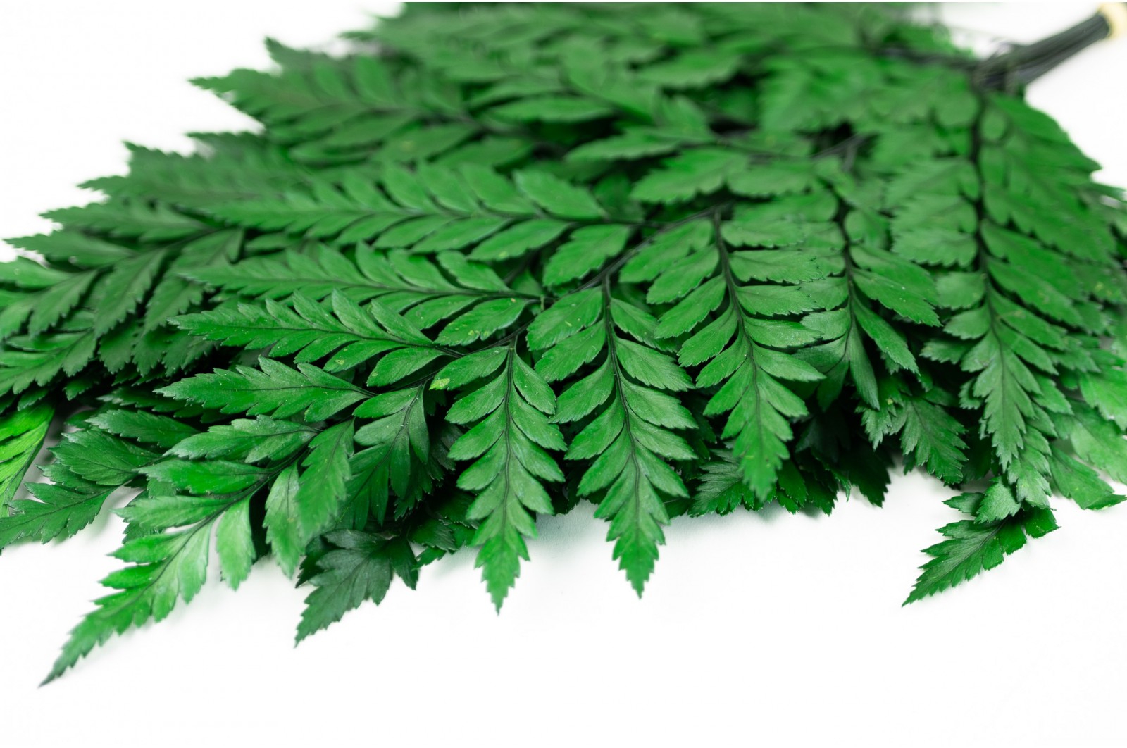 Preserved Rumora fern (31) preserved-rumora-fern-31