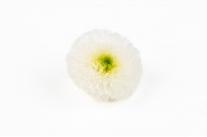 preserved-chrysanthemum-m-30