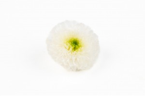 preserved-chrysanthemum-s-31