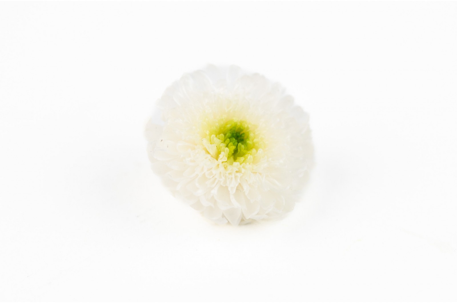 preserved-chrysanthemum-s-31