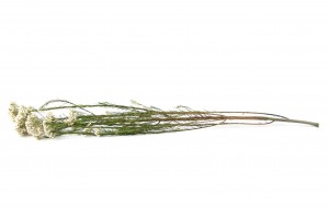 diosmi-stabilise-31.