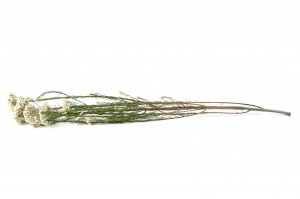 preserved-diosmi-rice-flower-31.