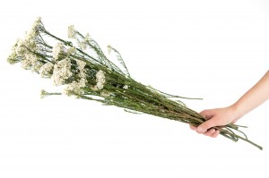 preserved-diosmi-rice-flower-31.