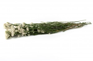 preserved-diosmi-rice-flower-31.
