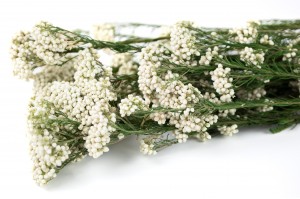 preserved-diosmi-rice-flower-31