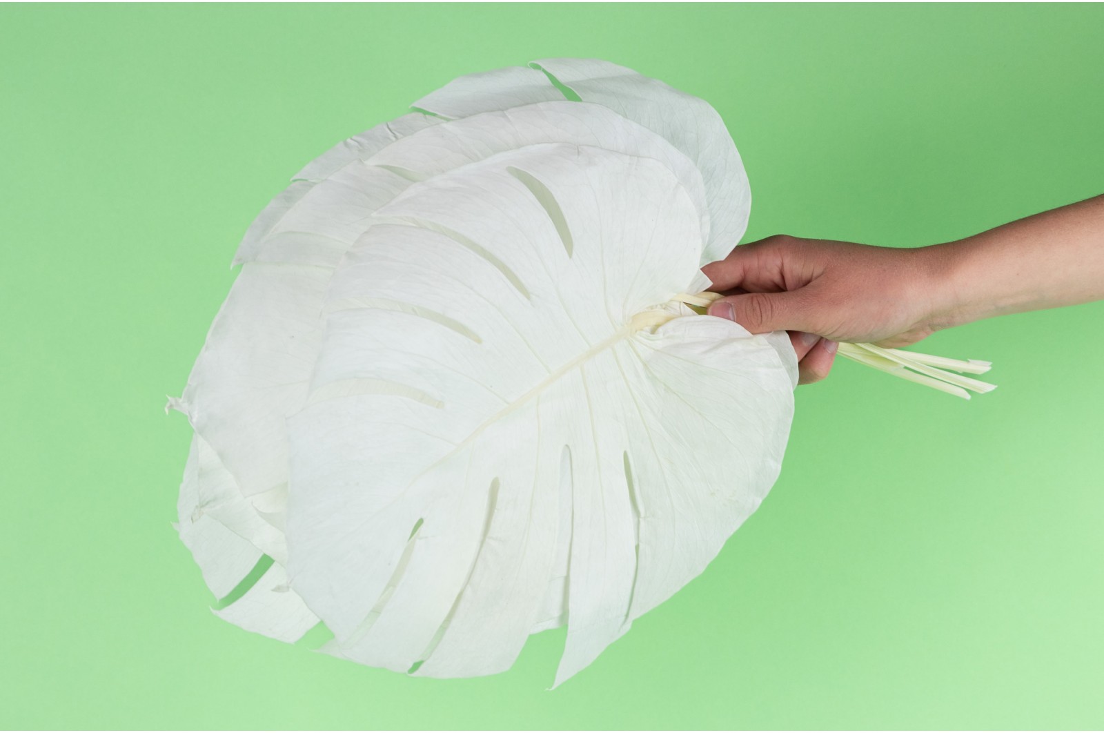 Preserved monstera leaves (31) preserved-monstera-leaves-31