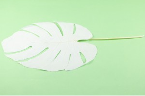 preserved-monstera-leaves-31.