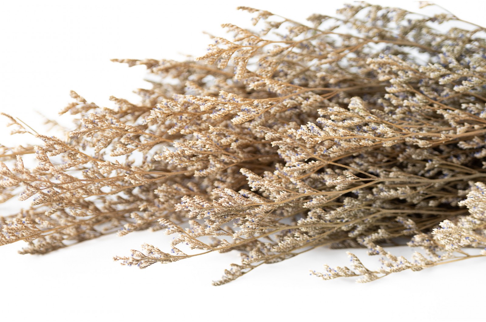 Preserved limonium (31) preserved-limonium-31